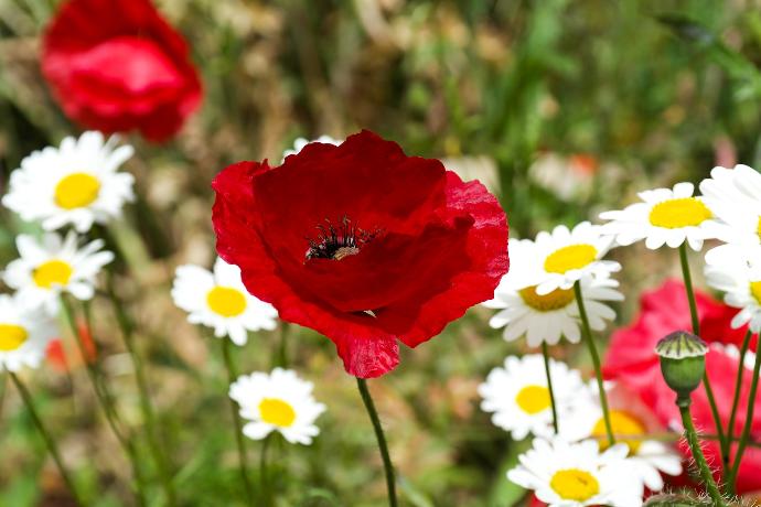 red flower in tilt shift lens